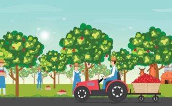bajka o traktorze w sadzie i jabłka